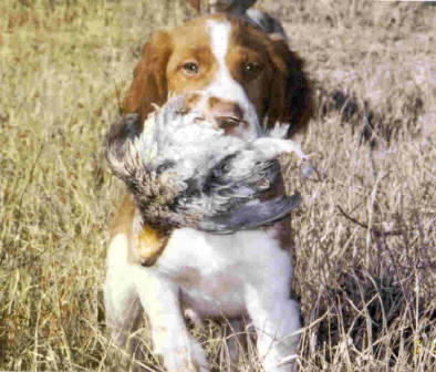 brittany dog puppies for sale