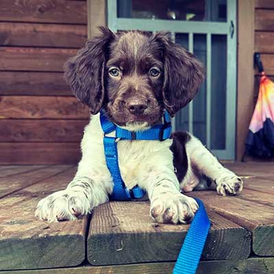 The Royal Mile – Piper the Cockapoo